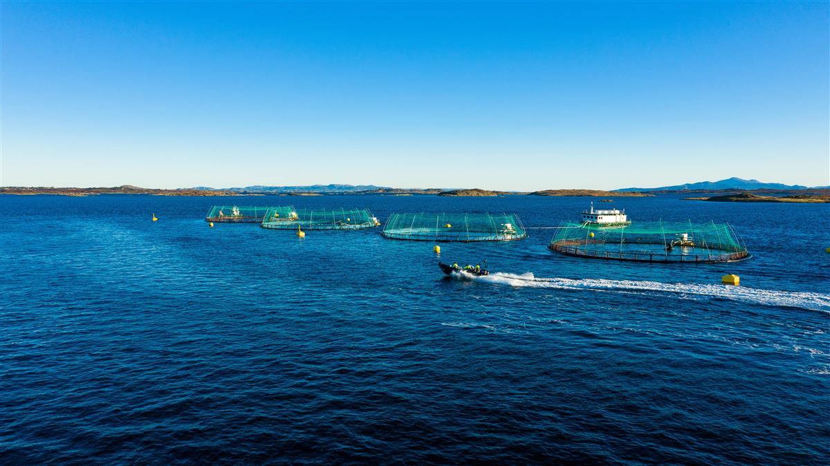 Kristiansund upper secondary school to farm salmon on Smøla